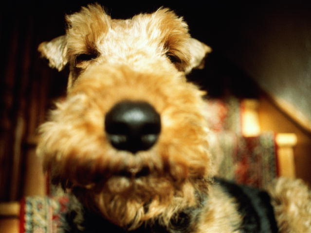 Welsh Terrier Nose